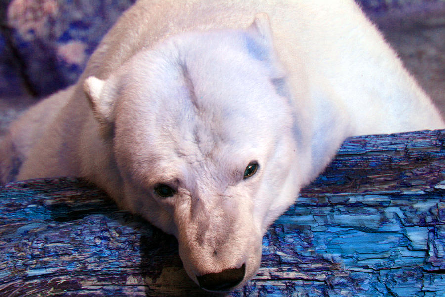 Endangered Polar Bear Photograph by Nick Gustafson