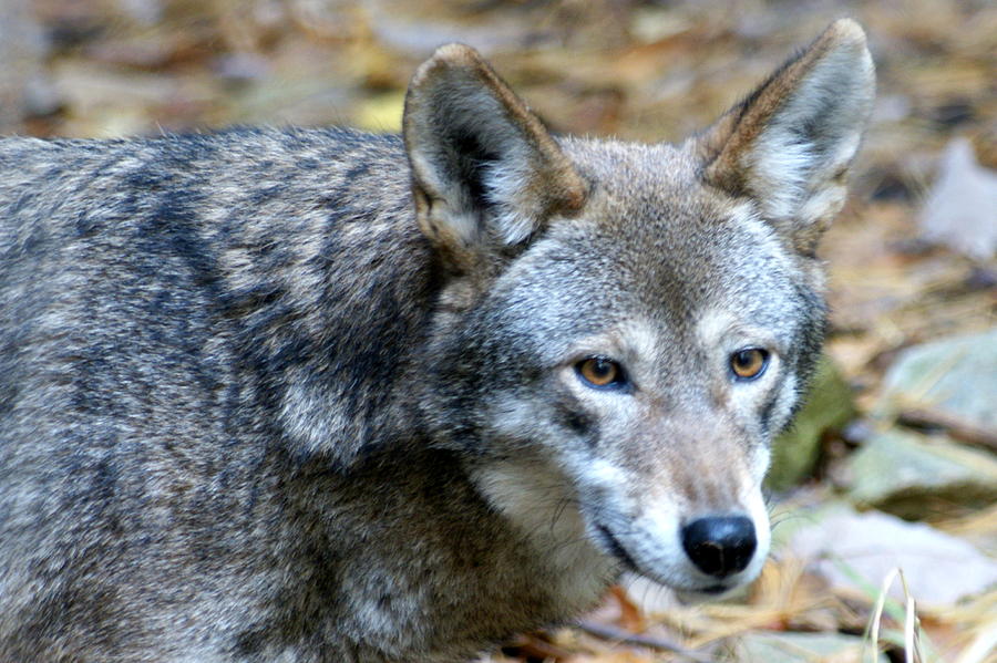 Endangered Red Wolf Photograph By Larry Allan - Fine Art America