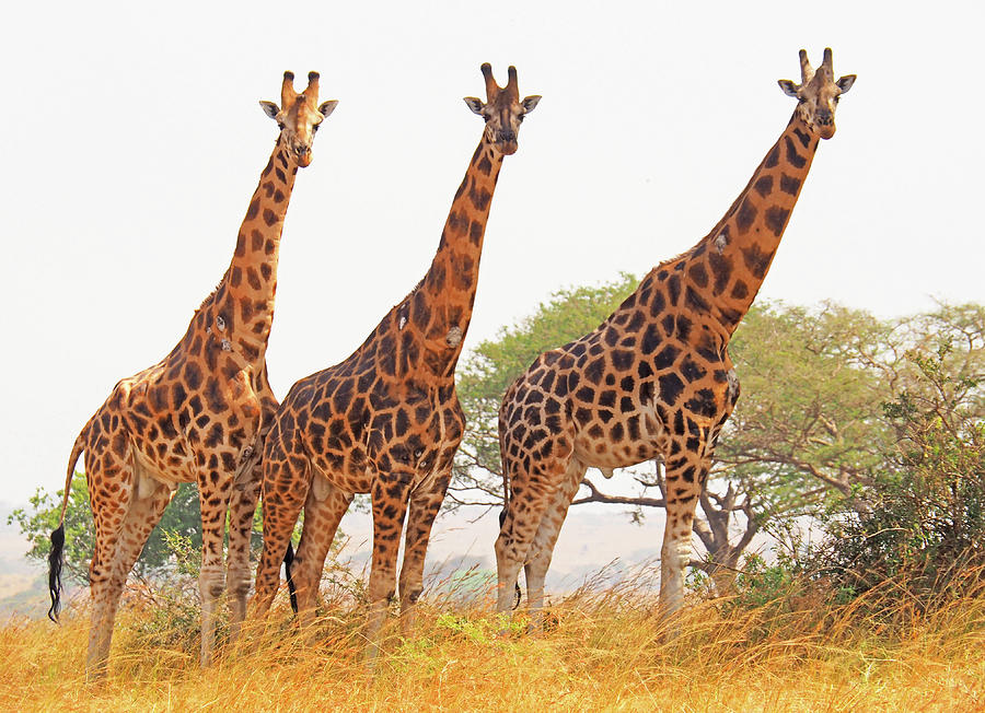 Endangered Rothchilds giraffes Photograph by Dennis Cox WorldViews