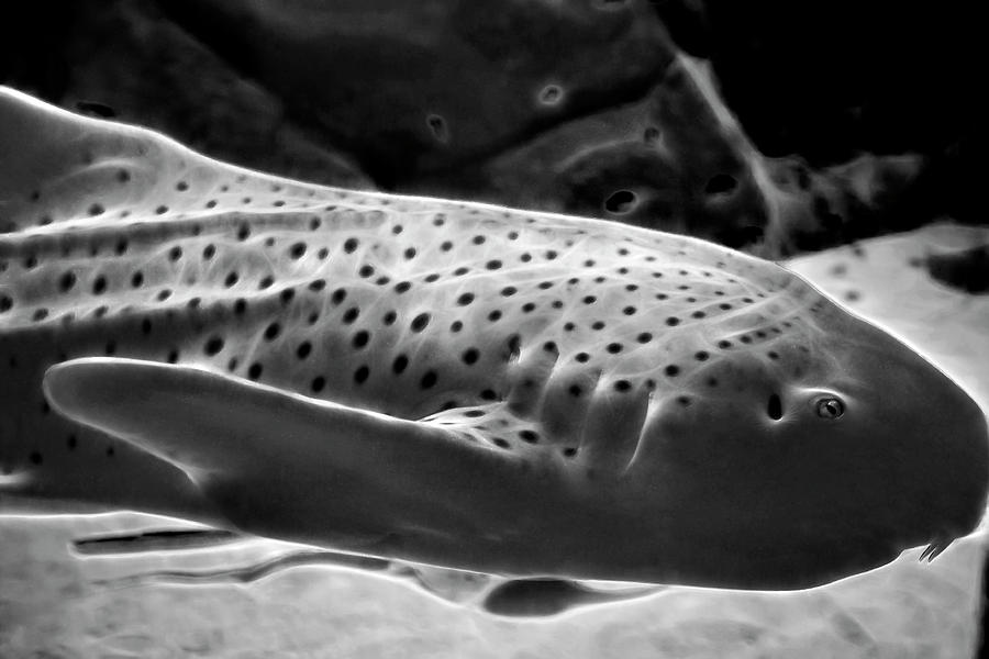 Endangered Zebra Shark Photograph by Miroslava Jurcik
