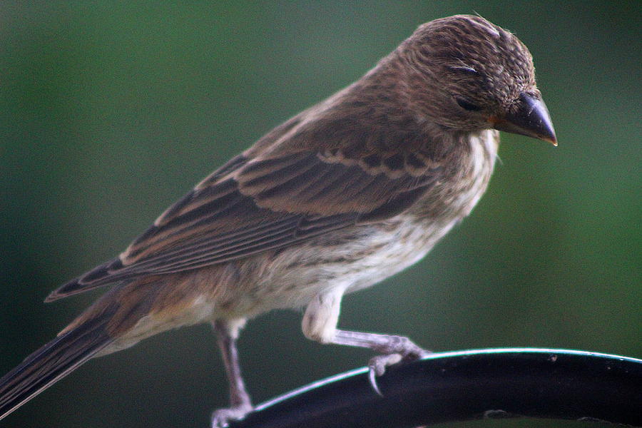 Endearing Female House Finch Photograph by Colleen Cornelius