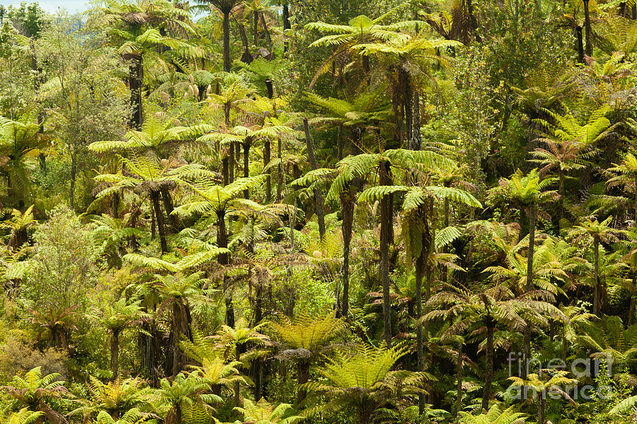 Endemic New Zealand Tree Fern Forest Wilderness Photograph by Stephan ...