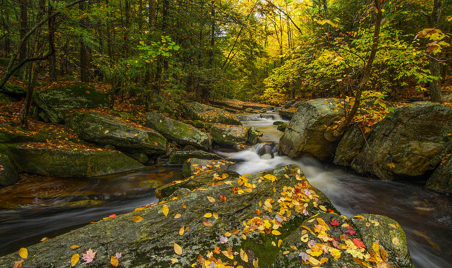 Enders Forest Photograph by John Munno - Fine Art America