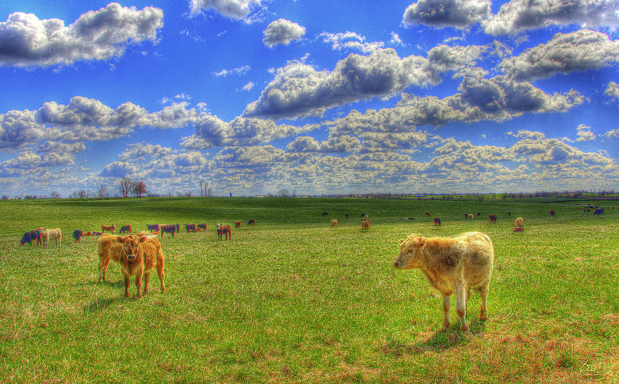 Endless Cow 1 Photograph by Sam Davis Johnson
