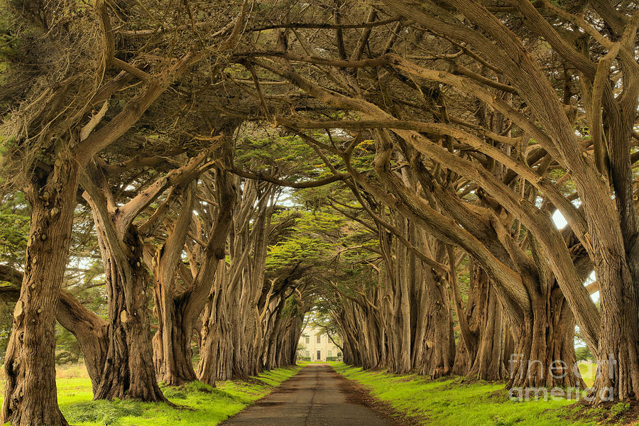 Endless Cypress Tunnel Photograph by Adam Jewell
