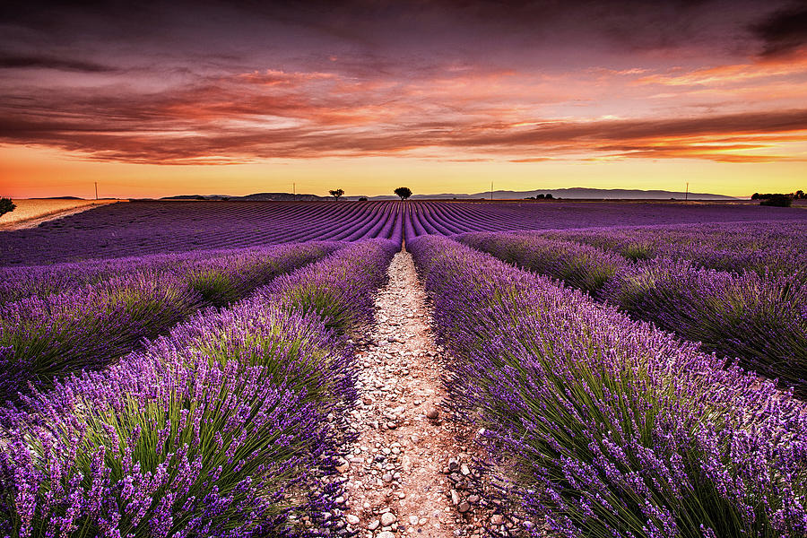 Endless fragrance Photograph by Jorge Maia
