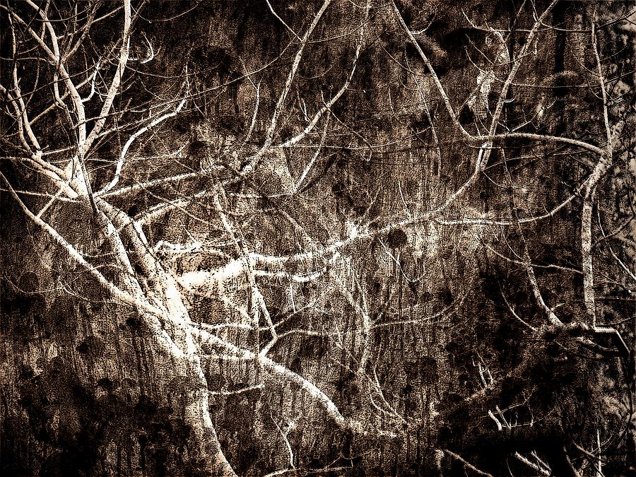 Tree Photograph - Endless by Gaby Swanson Tree Photograph - Endless by Gaby Swanson