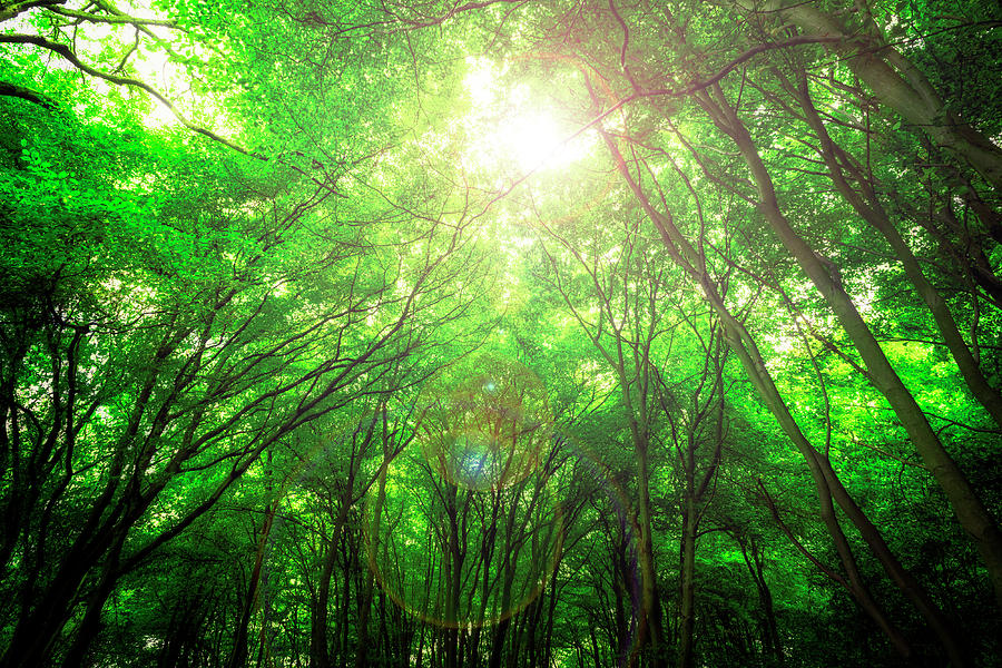 Endless Green Forest of Dreams Photograph by John Williams