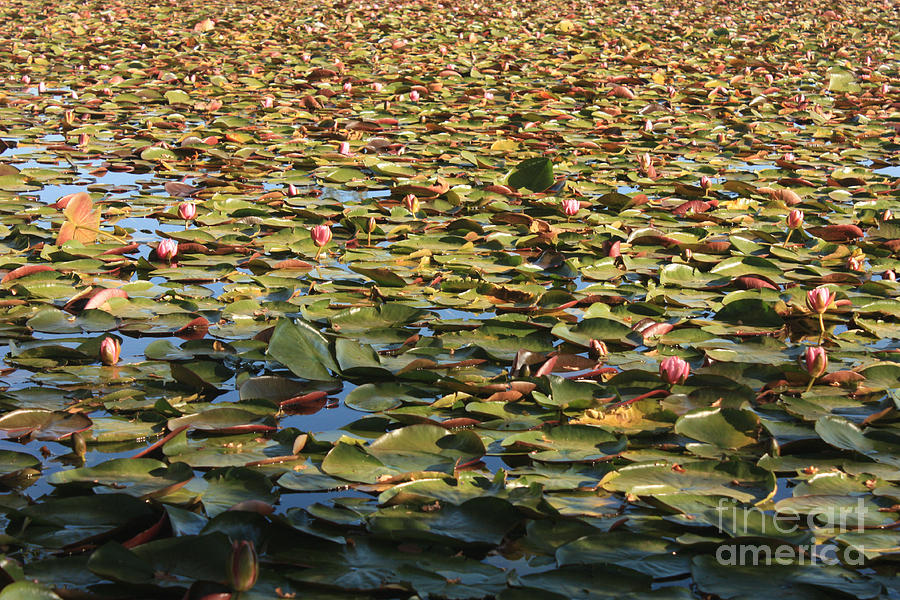 Endless Lily Pond Photograph by Carol Groenen