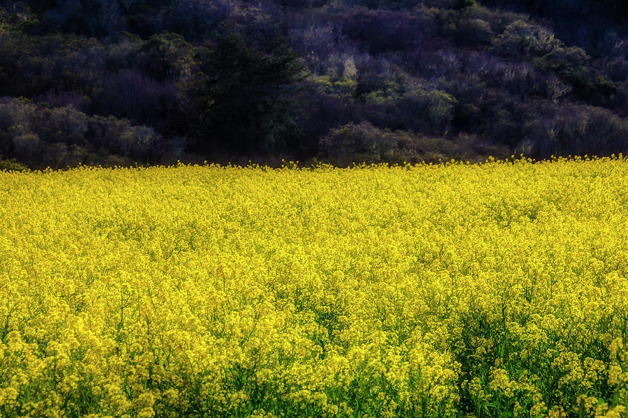 Endless Mustard Grass Photograph by Garry Gay