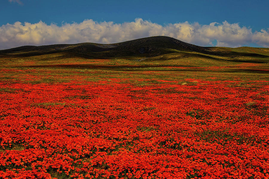 Endless Poppy Field Photograph by Garry Gay
