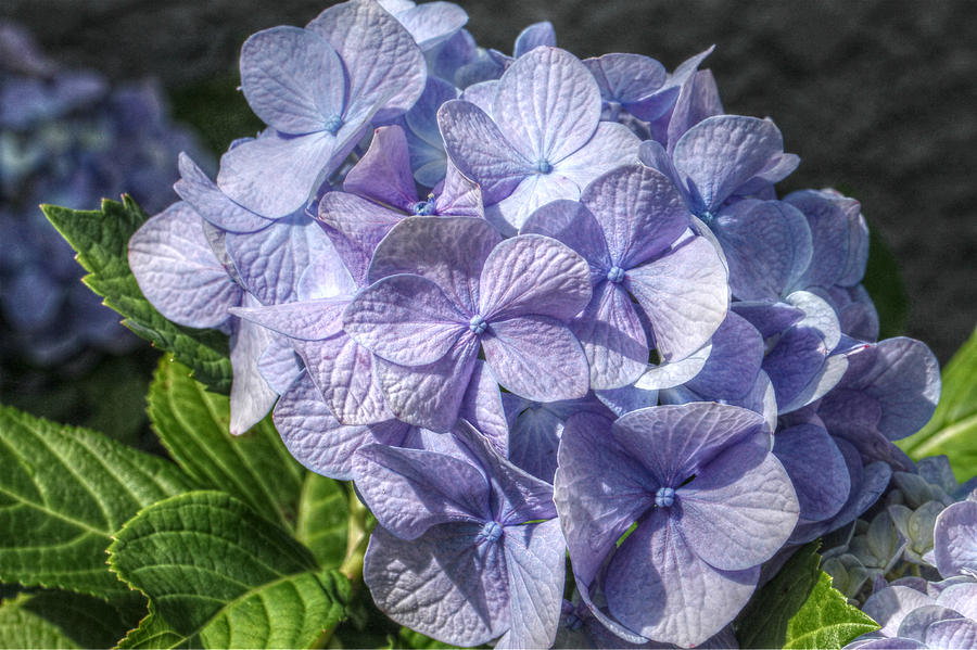 Endless Summer Hydrangea Photograph by Jean Connor