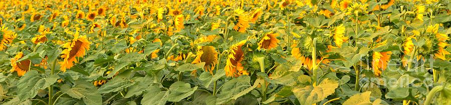 Sunflowers Photograph - Endless Sunflowers by Adam Jewell