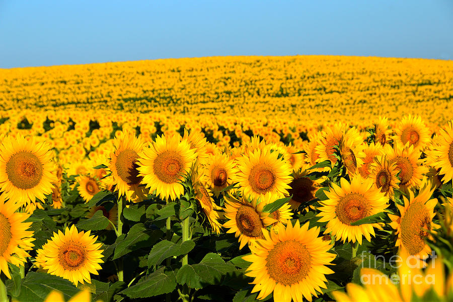 Endless Sunflowers Photograph by Catherine Sherman