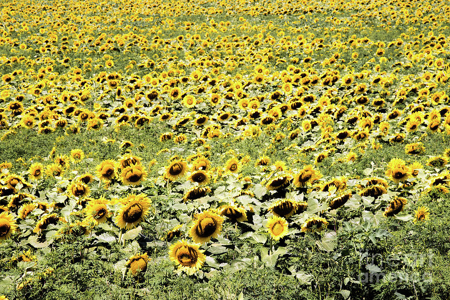 Endless Sunflowers Photograph by Jim DeLillo