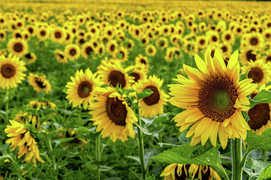 Endless Sunflowers Photograph by Rod Best
