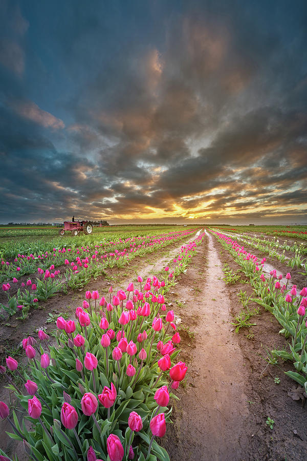 Endless tulip field Photograph by William Lee