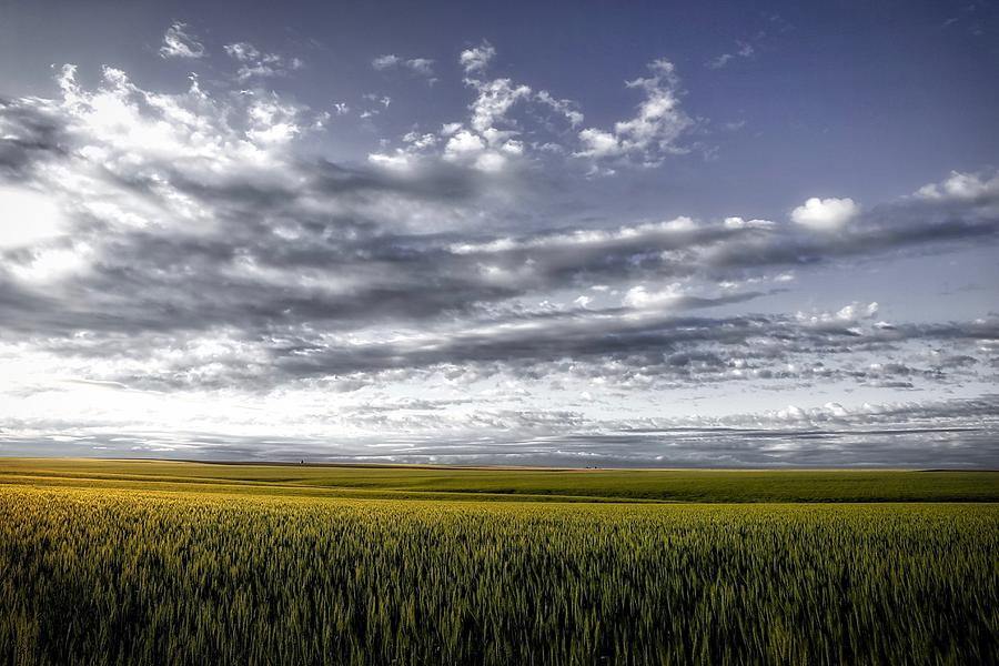 Endless wheat fields Photograph by Lynn Hopwood