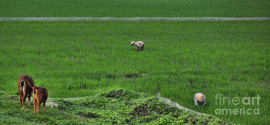 Ends Up 4 Rice Fields Vietnam  Photograph by Chuck Kuhn