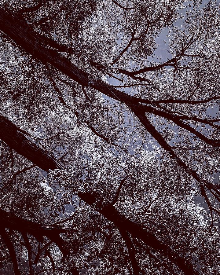 Energies of a Cottonwood Tree Photograph by Michael Oceanofwisdom Bidwell