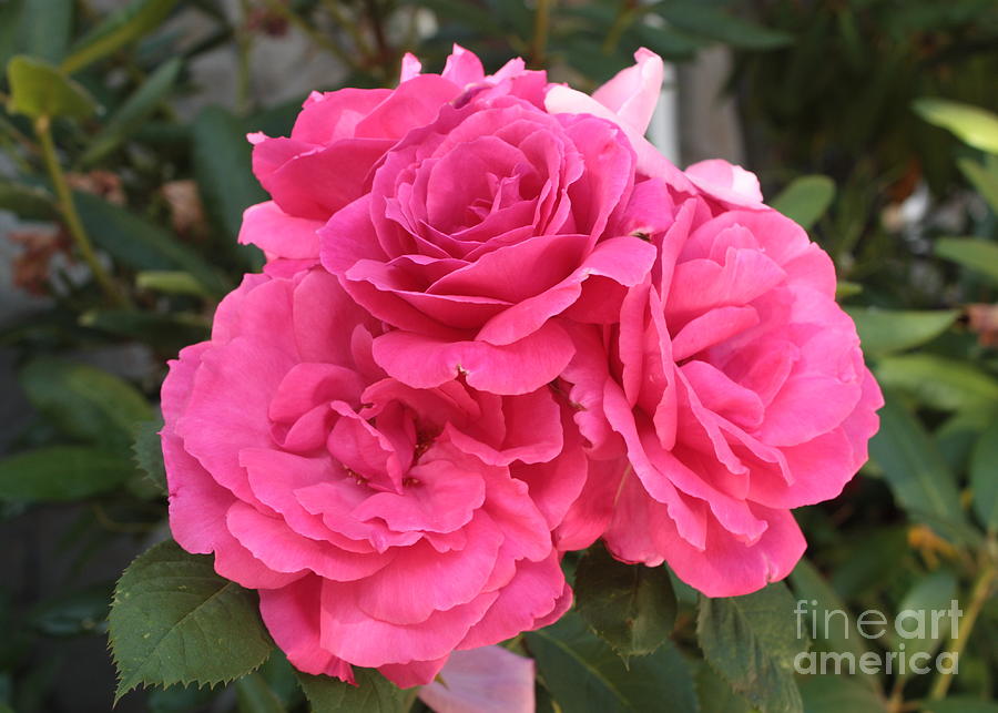 Energizing Pink Roses Photograph by Carol Groenen