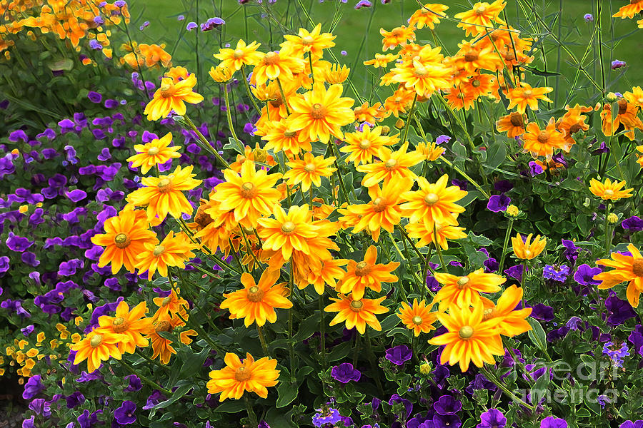 Energizing Yellow Orange and Purple Flowers Photograph by Carol Groenen
