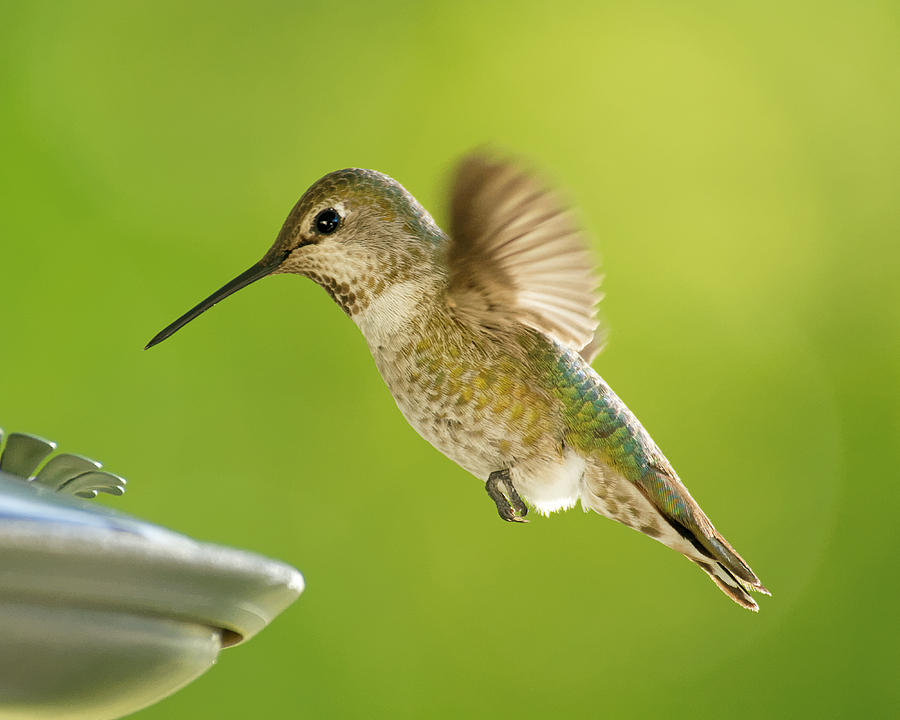 Energy Drink -- Annas Hummingbird in Templeton, California Photograph by Darin Volpe