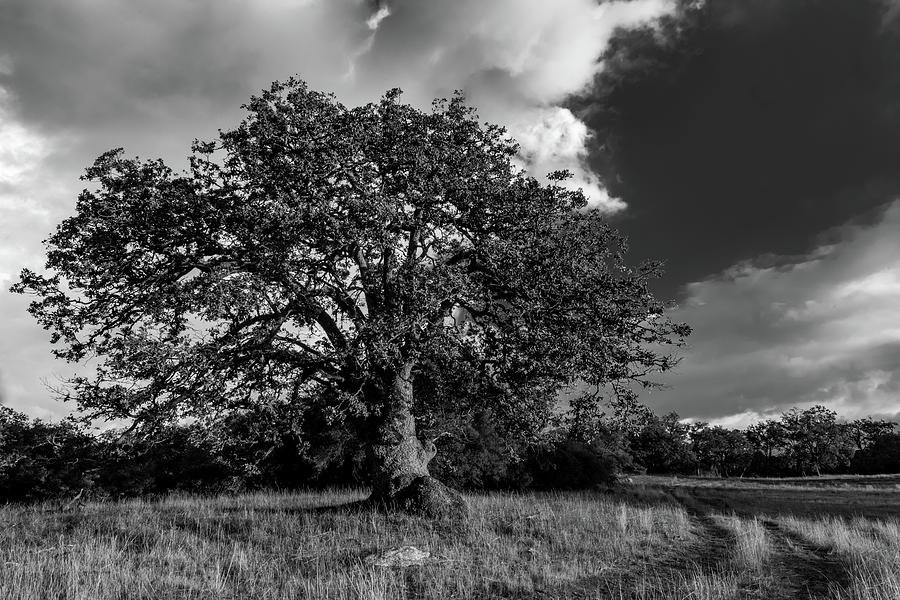 Engellman Oak Palomar Black and White Photograph by TM Schultze