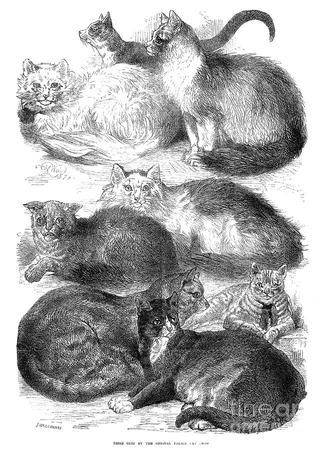 England: Cat Show, 1871 Photograph by Granger