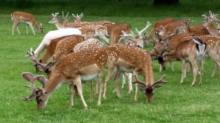 England - Glimpse of Leucistic Fallow Deer Photograph by Jeffrey Shaw ...