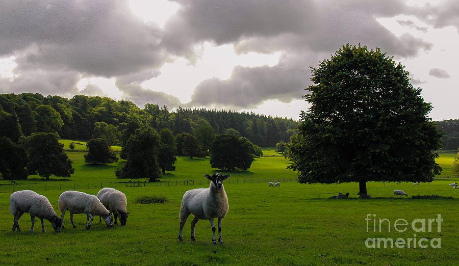 On Englands Pastures Green Photograph by SnapHound Photography