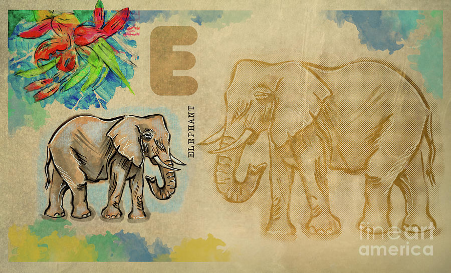 English alphabet , Elephant Drawing by Ariadna De Raadt