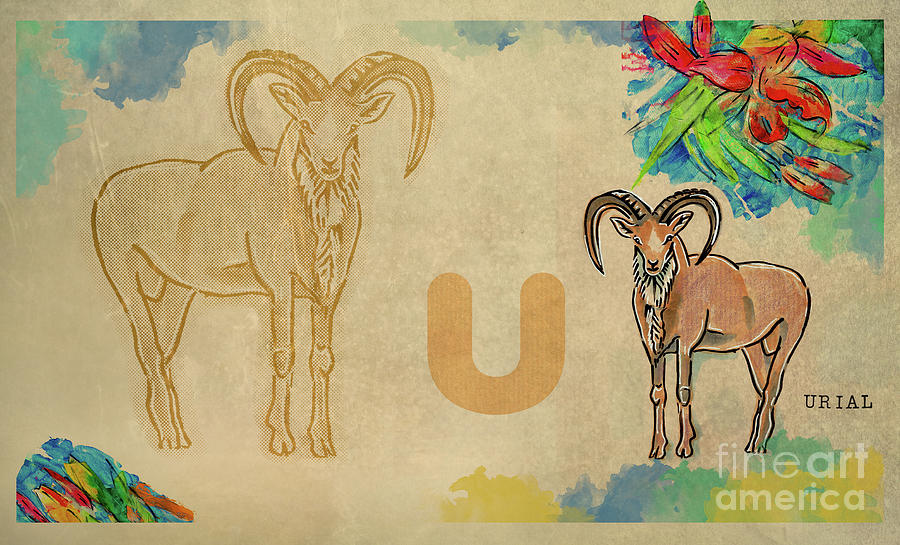 English alphabet , Urial  Drawing by Ariadna De Raadt