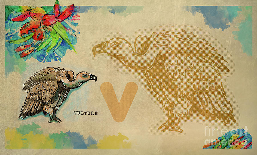 English alphabet , Vulture Drawing by Ariadna De Raadt