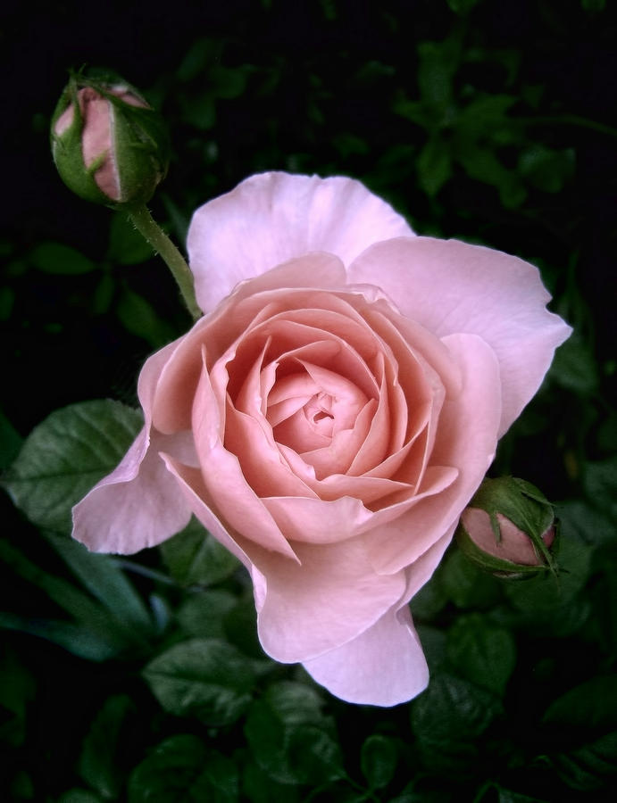 English Beauty Ambridge Rose Photograph by Louise Kumpf