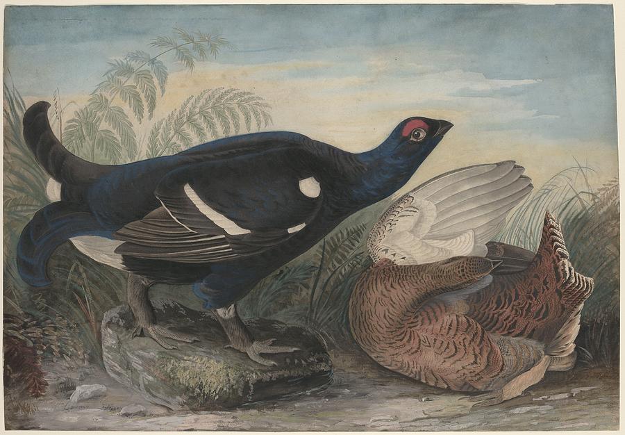 English Black Cocks Drawing by Dreyer Wildlife Print Collections 