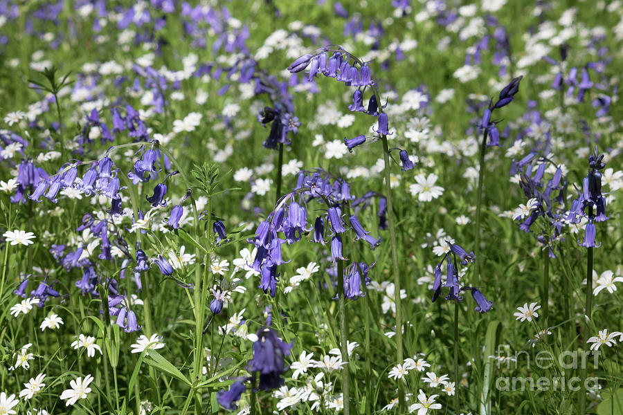 English Blue and White Flowers Photograph by Julia Gavin