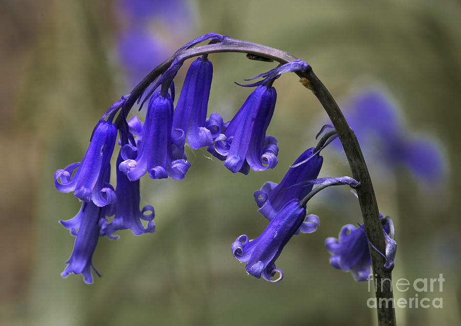 English Bluebell Photograph by Martyn Arnold