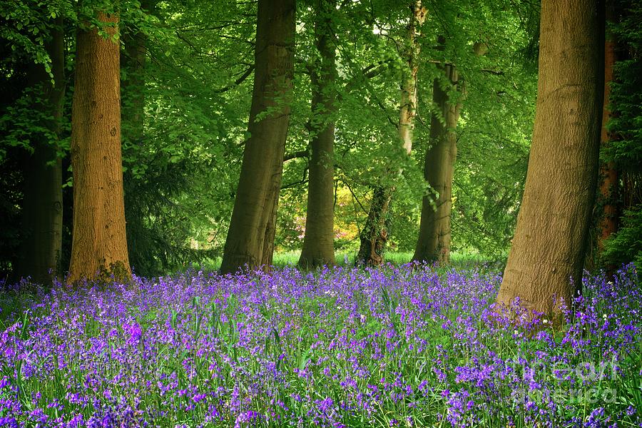 English Bluebell Woodland Photograph by Martyn Arnold
