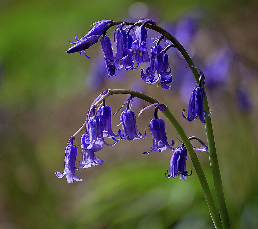 English Bluebells 4 Photograph by Shirley Mitchell