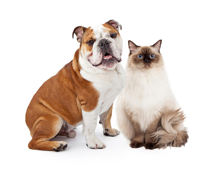 Animal Photograph - English Bulldog and Ragdoll Cat Sitting Together by Good Focused