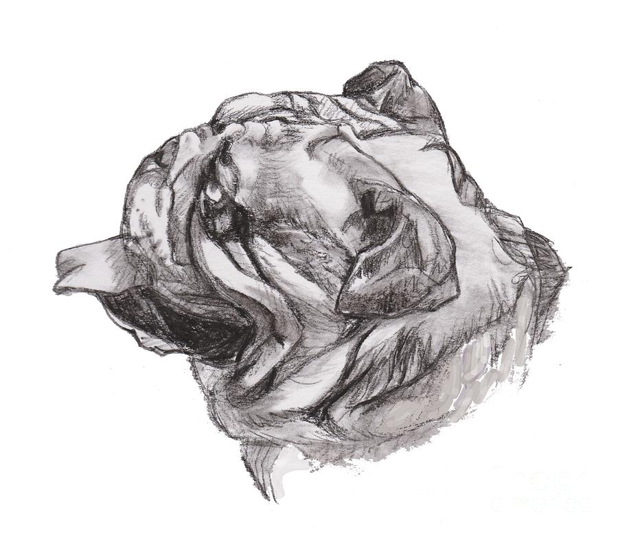 English Bulldog Charcoal Drawing Drawing By I Am Lalanny