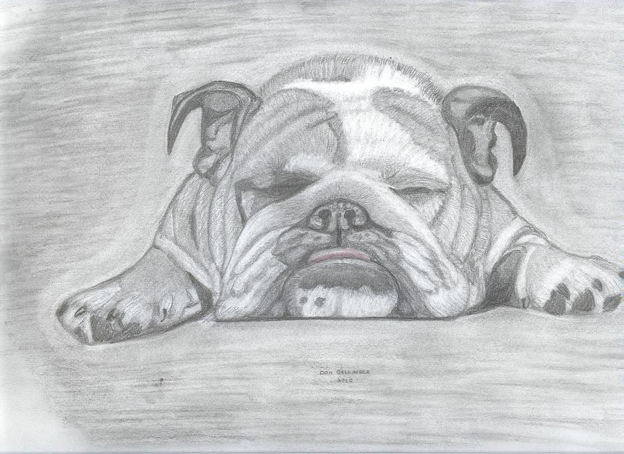 English Picture Print Bulldog Bull Dog Puppies Art 