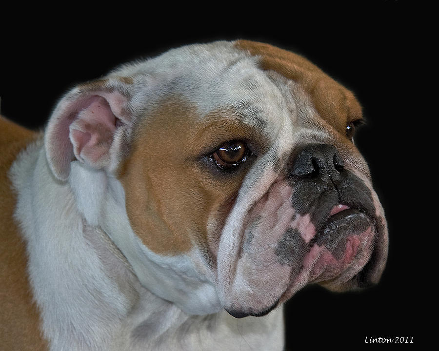 English Bulldog Photograph by Larry Linton