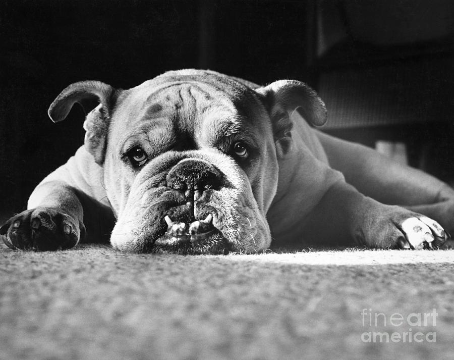 Black And White Photograph - English Bulldog by M E Browning and Photo Researchers