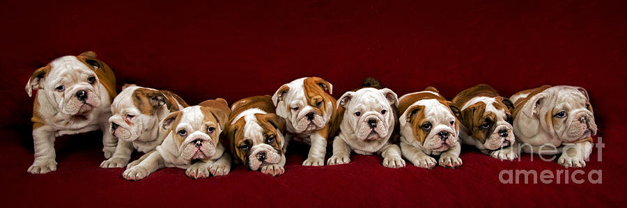 Portrait Photograph - English bulldog puppies by Borislav Stefanov