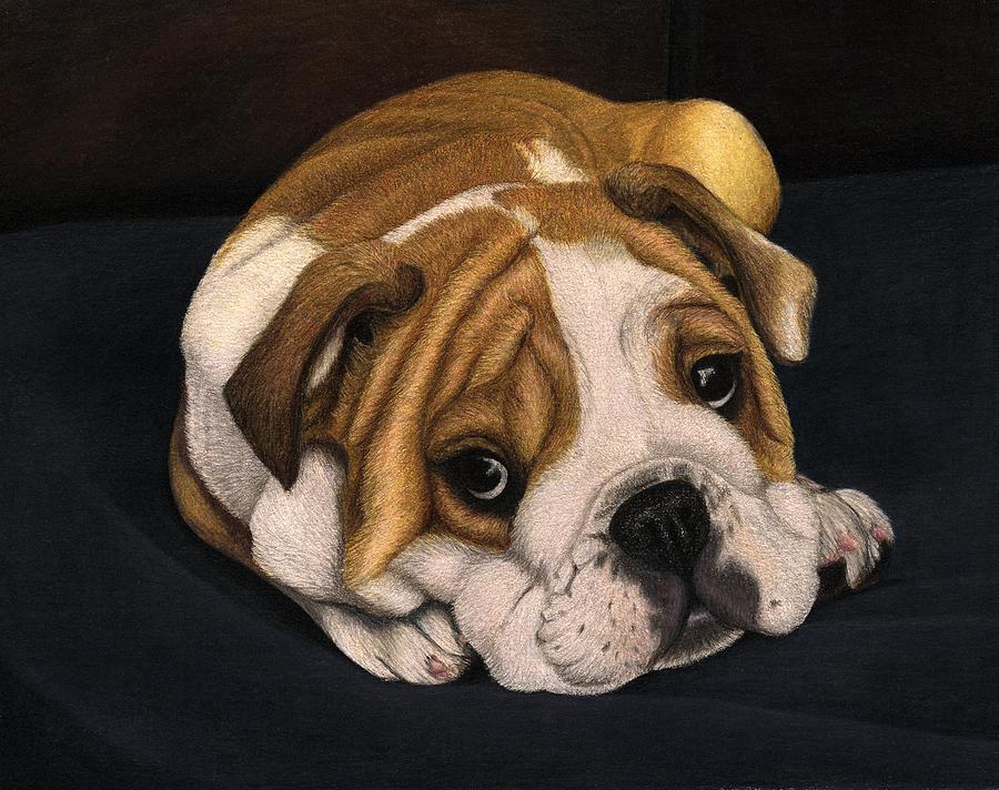 English Bulldog Puppy Drawing by Corrina Thurston