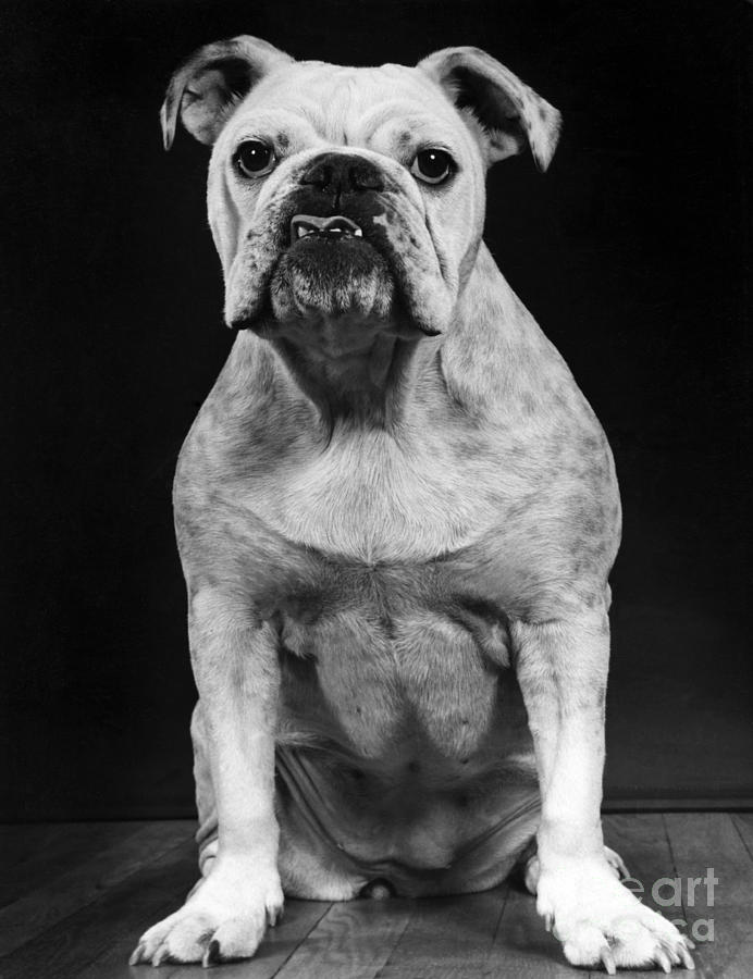 English Bulldog Photograph by Ylla