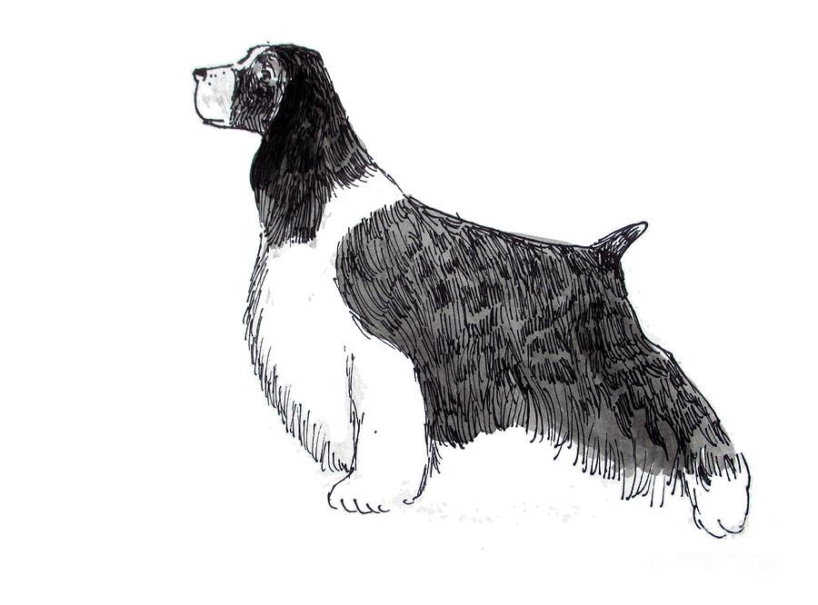 English Cocker Spaniel Drawing by Carol Veiga