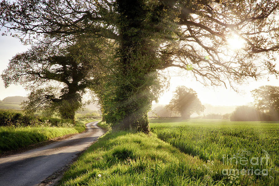 English country road and sunrise Photograph by Simon Bratt